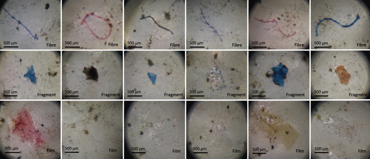MIT-WPU Research Detects Microplastics in Freshwater Fish Consumed in Pune, Flags Emerging Food-Chain Concern