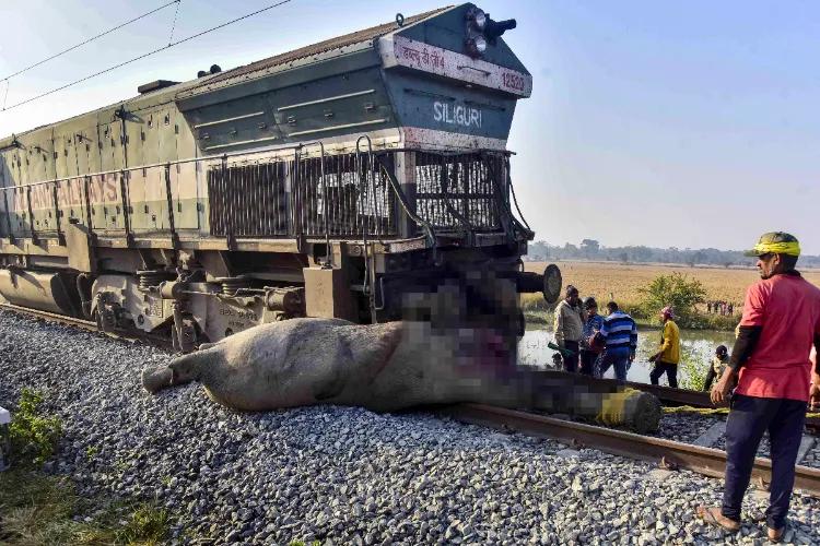 Rajdhani Express Hits Elephant Herd in Assam; Several Elephants Killed and Train Coaches Derail