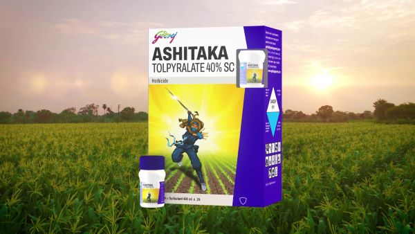 Now is the Right Time to Protect Your Maize Crop with Ashitaka
