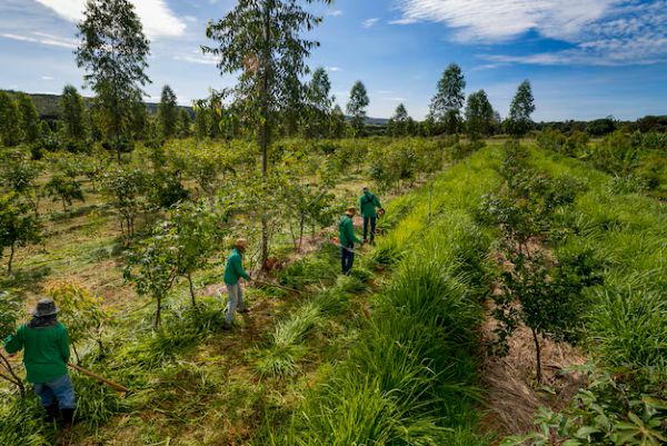 Axis Bank supports plantation of over 5.25 lakh native saplings to strengthen ecological restoration in Madhya Pradesh