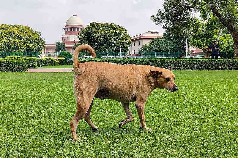 States Called to Account by Supreme Court for Stray Dog Management; Feeding in Govt Buildings to be Regulated